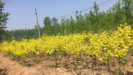 明光市市委书记被巨星国际企业文化深深感动 | 深入沟通合作空间广阔